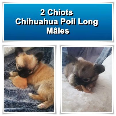 chiot Chihuahua Nelly Watou