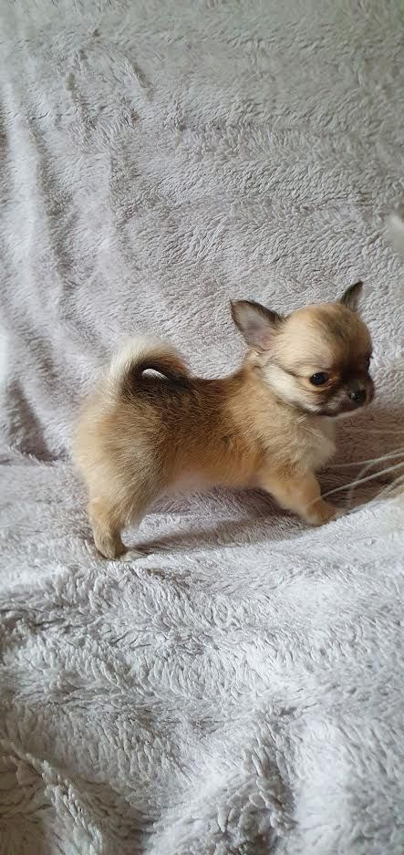 Nelly Watou - Chiot disponible  - Chihuahua