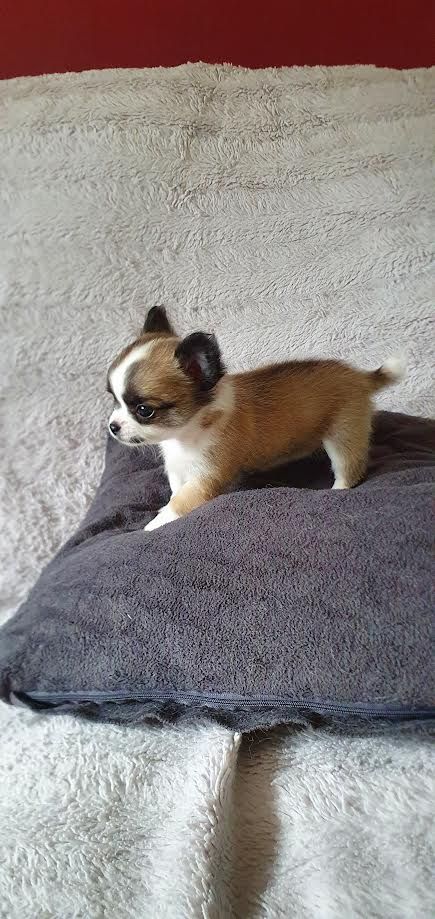 Nelly Watou - Chiot disponible  - Chihuahua