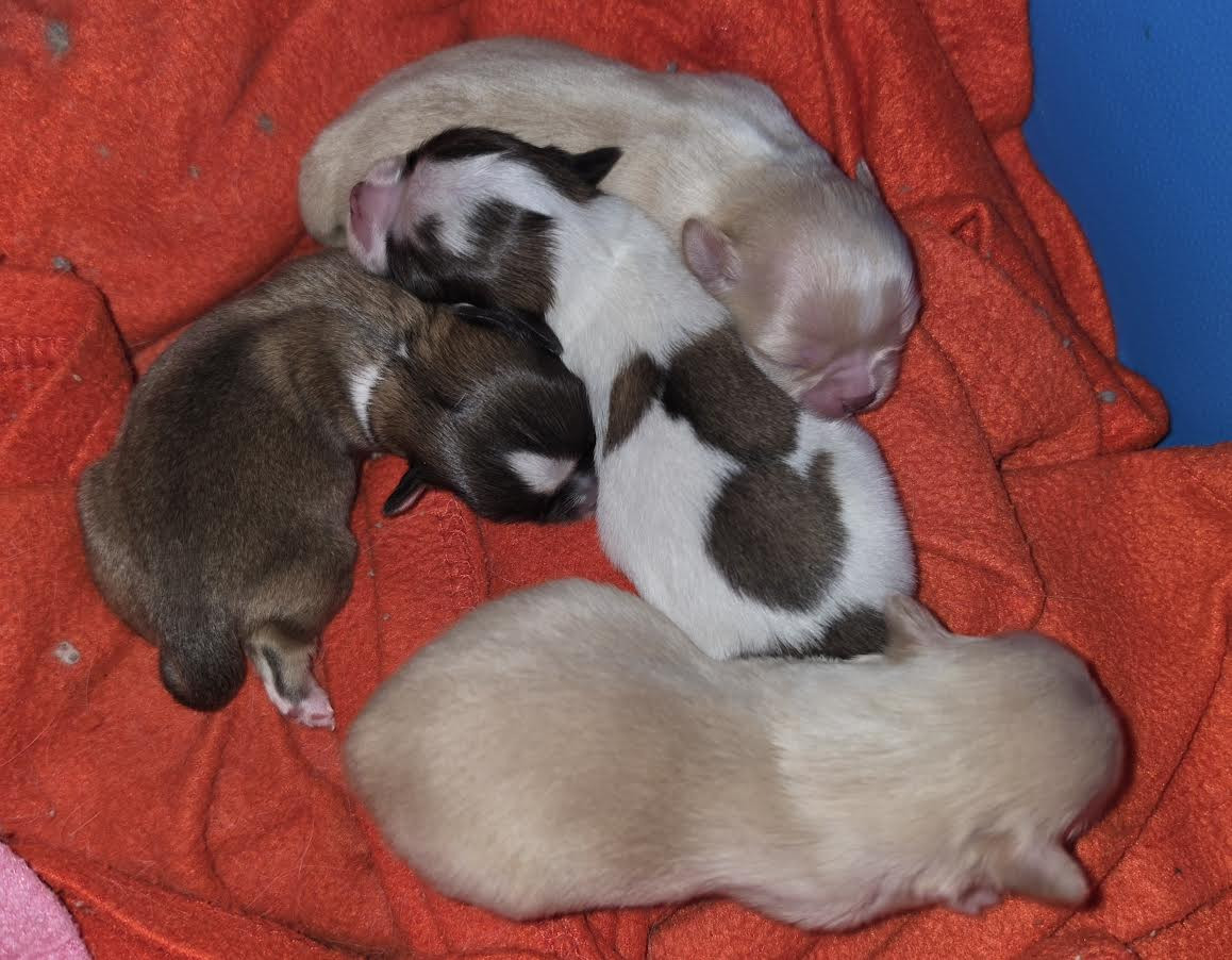 Chiot Chihuahua Nelly Watou