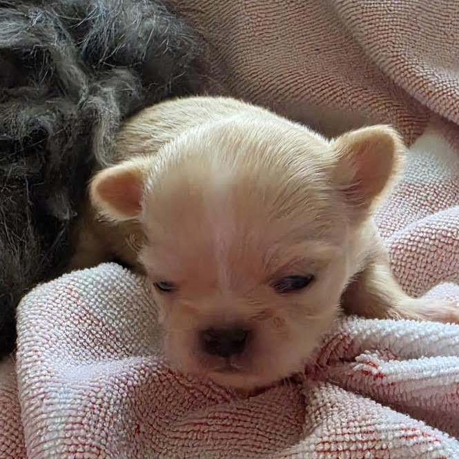 Nelly Watou - Chiots disponibles - Chihuahua