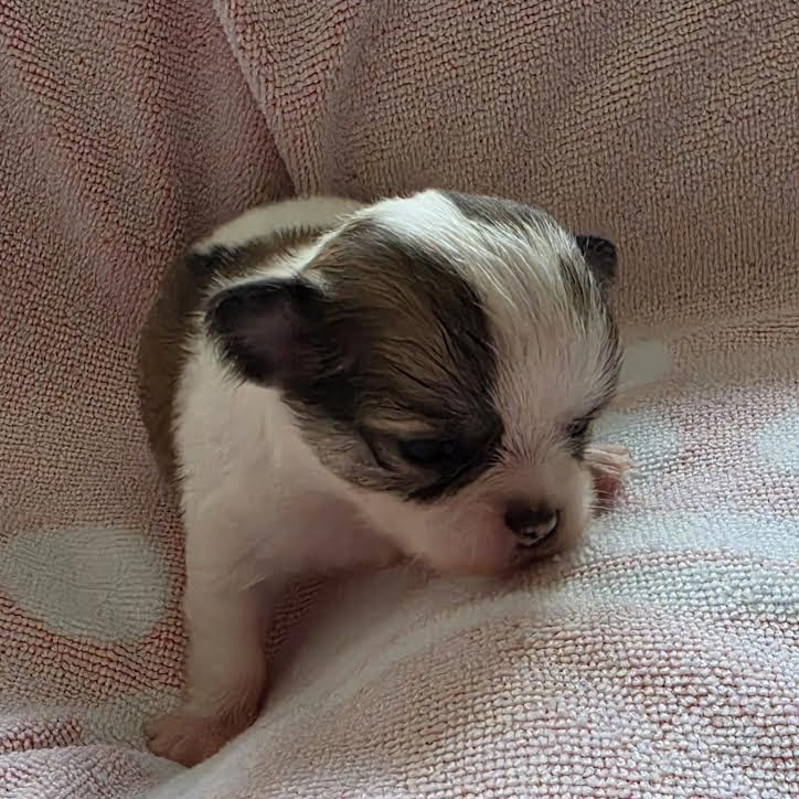 Nelly Watou - Chiots disponibles - Chihuahua