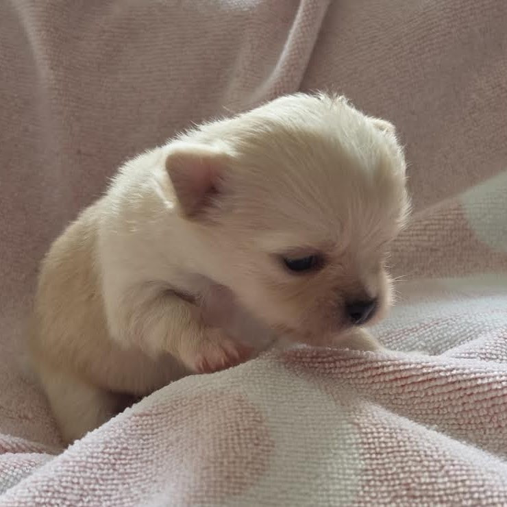 Nelly Watou - Chiots disponibles - Chihuahua